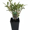 Willow Leaf Weeping Fig Live Plant – Ficus – 2.5" Pot – Fairy Garden or Bonsai - Image 1