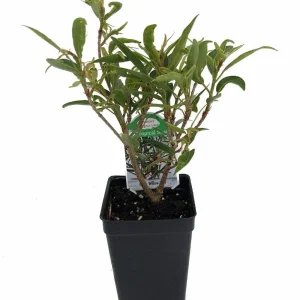 Willow Leaf Weeping Fig Live Plant – Ficus – 2.5" Pot – Fairy Garden or Bonsai - Image 1