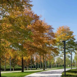 Willow Oak Live Plant – 12-18