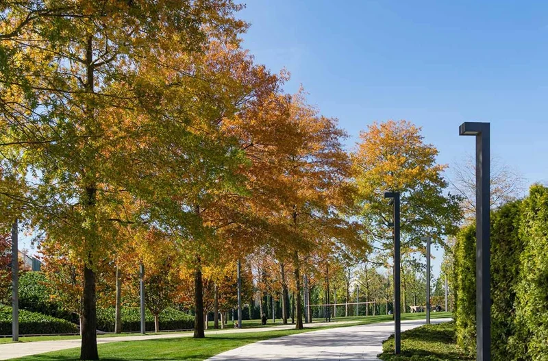 Willow Oak Live Plant – 12-18" Tall Seedling – Quart Pot – Outdoor Tree - Image 10