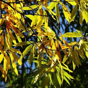 Willow Oak Live Plant – 12-18" Tall Seedling – Quart Pot – Outdoor Tree - Image 2