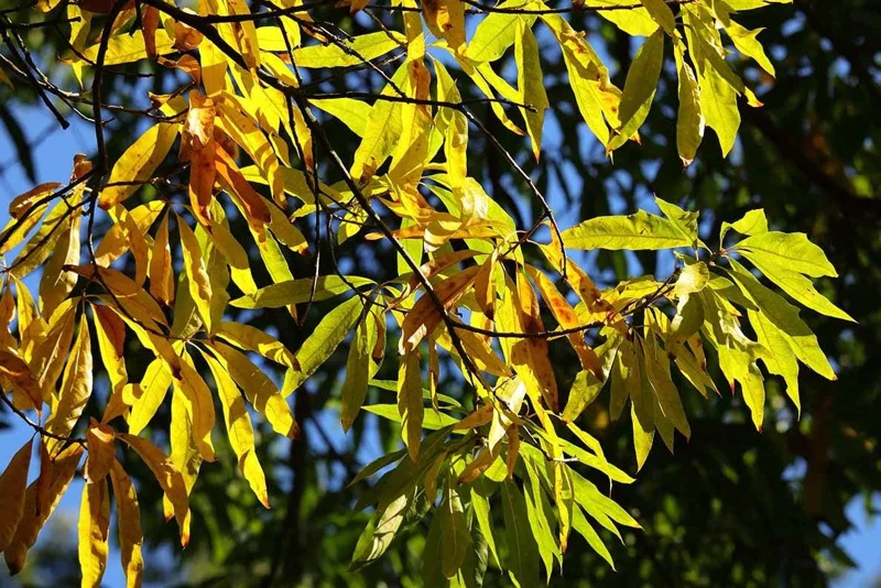 Willow Oak Live Plant – 12-18" Tall Seedling – Quart Pot – Outdoor Tree - Image 2