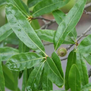 Willow Oak Live Plant – 12-18