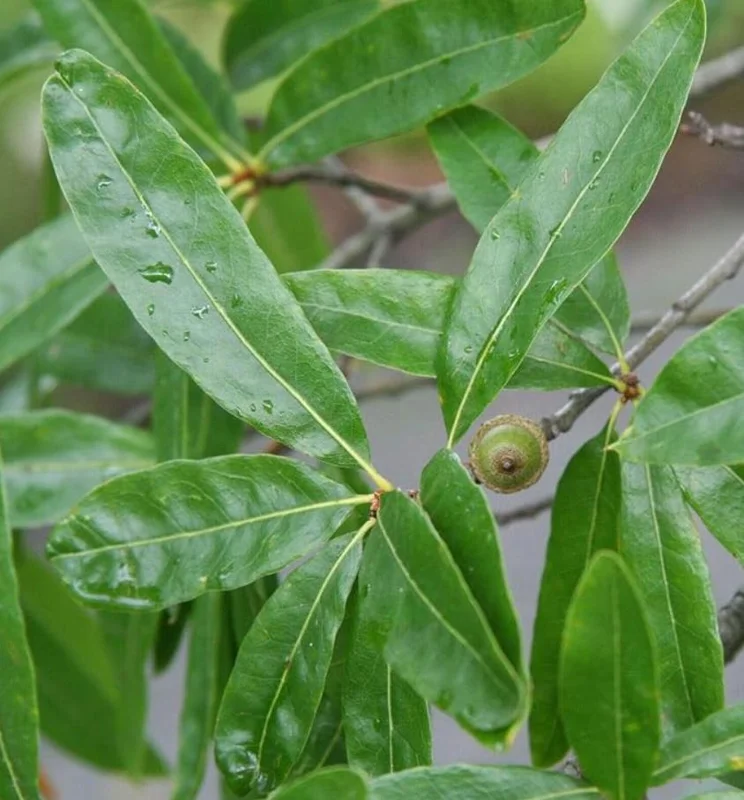 Willow Oak Live Plant – 12-18" Tall Seedling – Quart Pot – Outdoor Tree - Image 3