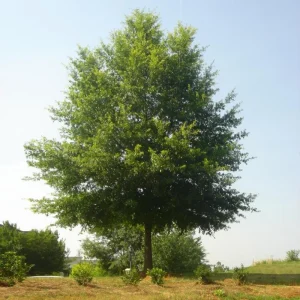 Willow Oak Live Plant – 12-18