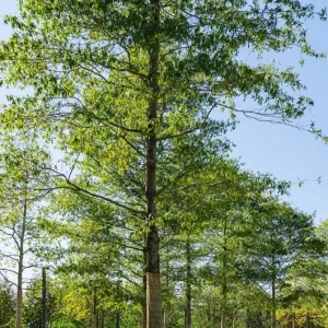 Willow Oak Live Plant – 12-18