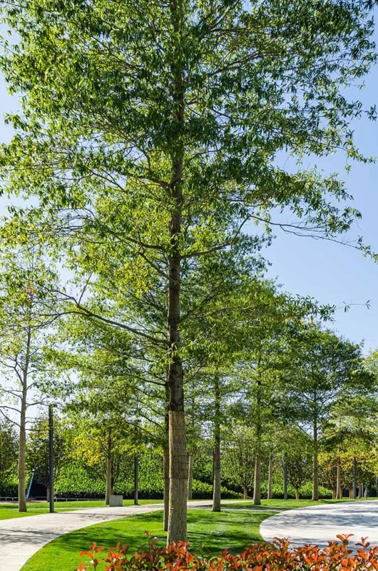 Willow Oak Live Plant – 12-18" Tall Seedling – Quart Pot – Outdoor Tree - Image 5