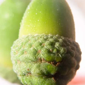 Willow Oak Live Plant – 12-18