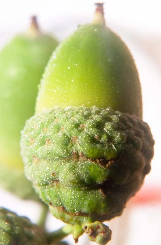 Willow Oak Live Plant – 12-18" Tall Seedling – Quart Pot – Outdoor Tree - Image 6