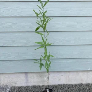 Willow Oak Live Plant – 12-18