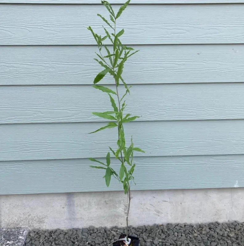 Willow Oak Live Plant – 12-18" Tall Seedling – Quart Pot – Outdoor Tree - Image 8