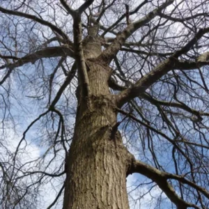 Willow Oak Live Plant – 12-18