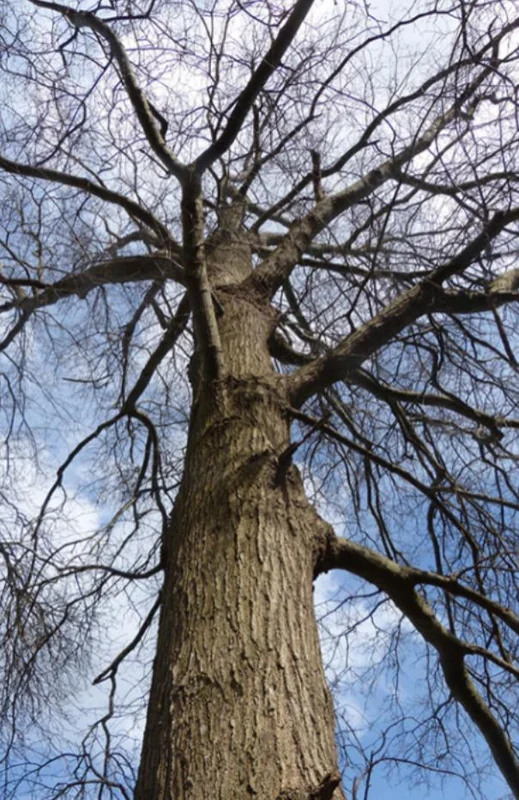 Willow Oak Live Plant – 12-18" Tall Seedling – Quart Pot – Outdoor Tree - Image 9