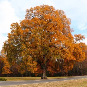 Willow Oak Live Plant – 12-18" Tall Seedling – Quart Pot – Outdoor Tree - Image 1