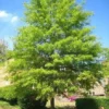 Willow Oak Live Tree – Quart Pot – Quercus phellos – Shade Tree - Image 1