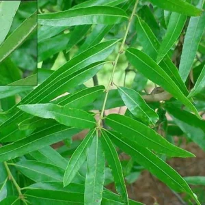 Willow Oak Live Tree – Quart Pot – Quercus phellos – Shade Tree - Image 2