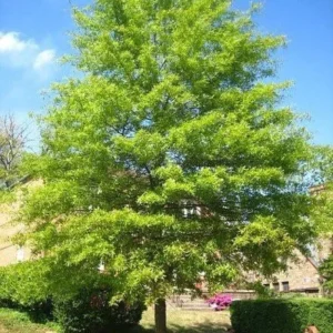 Willow Oak Live Tree – Quart Pot – Quercus phellos – Shade Tree - Image 1