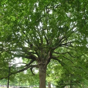 Willow Oak Tree Bareroot 18-30 inches - Fast Growing Live Plant - Image 1