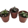 Window Pane Haworthia Collection – 3 Live Succulent Plants – 2" Pots – Easy Care - Image 1