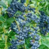 Windsor Blueberry Live Plant - 4-8" Tall Sweet Fruit Bush for Home Garden - Image 1