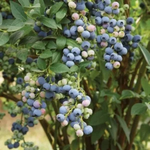 Windsor Blueberry Live Plant - 4-8" Tall Sweet Fruit Bush for Home Garden - Image 2