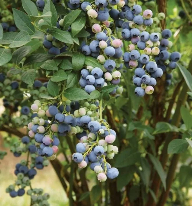 Windsor Blueberry Live Plant - 4-8" Tall Sweet Fruit Bush for Home Garden - Image 2