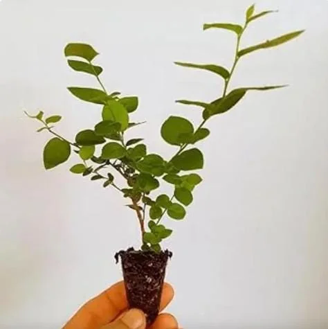 Windsor Blueberry Live Plant - 4-8" Tall Sweet Fruit Bush for Home Garden - Image 4