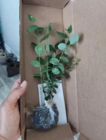 Windsor Blueberry Live Plant - 4-8" Tall Sweet Fruit Bush for Home Garden - Image 5