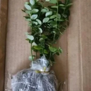 Windsor Blueberry Live Plant - 4-8