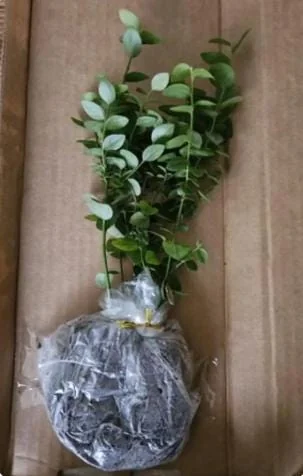 Windsor Blueberry Live Plant - 4-8" Tall Sweet Fruit Bush for Home Garden - Image 6