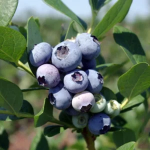 Windsor Blueberry Live Plant - Starter Plug - Vaccinium corymbosum - Southern Highbush - Image 1