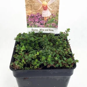 Wine & Roses Thyme Live Plant - 2.5