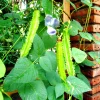 Winged Bean (Dau Rong) Seeds - Heirloom Non-GMO Vegetable Seeds - Image 1
