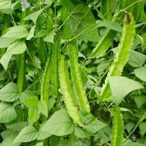 Winged Bean (Dau Rong) Seeds - Heirloom Non-GMO Vegetable Seeds - Image 2