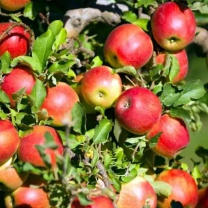 Winsap Apple Tree – Live plant – 2.5 ft tall – Outdoor - Image 1