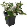 Winter Fiesta Wintergreen Live Plant - Gaultheria Procumbens - 4" Pot Outdoor - Image 1