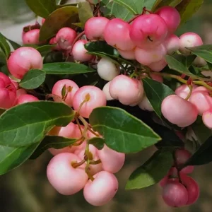 Winter Fiesta Wintergreen Live Plant - Gaultheria Procumbens - 4