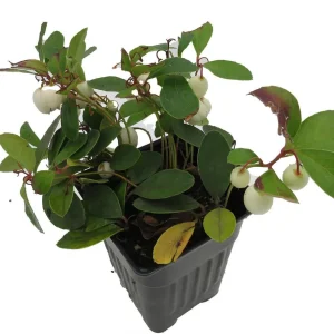 Winter Fiesta Wintergreen Live Plant - Gaultheria Procumbens - 4