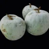 Winter Melon Wax Gourd Seeds - Heirloom, Non-GMO Asian Vegetable, Benincasa hispida - Image 1