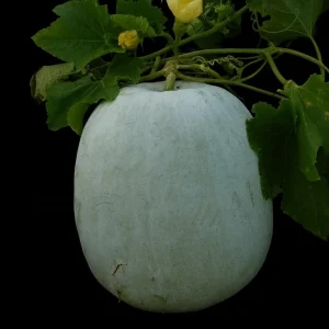 Winter Melon Wax Gourd Seeds - Heirloom, Non-GMO Asian Vegetable, Benincasa hispida - Image 2