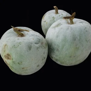 Winter Melon Wax Gourd Seeds - Heirloom, Non-GMO Asian Vegetable, Benincasa hispida - Image 1