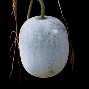 Winter Melon Wax Gourd Seeds - Heirloom, Non-GMO Asian Vegetable, Benincasa hispida - Image 5