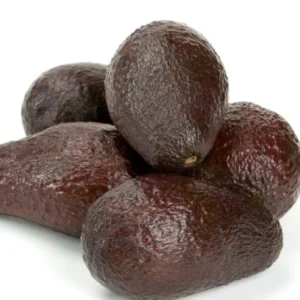 Winter Mexican Avocado Tree Live Plant – Grafted – 2-4 ft Tall – Cold Hardy Outdoor Fruit Tree - Image 1