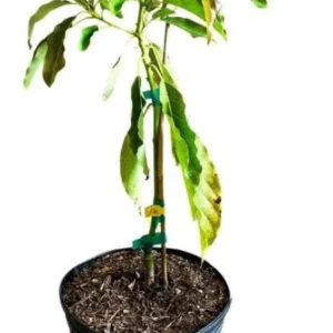 Winter Mexican Avocado Tree Live Plant – Grafted – 2-4 ft Tall – Cold Hardy Outdoor Fruit Tree - Image 2