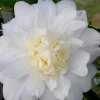Winter Snowman Camellia Live Plant - White Anemone Flowers, 4 inch pot, Zones 6a-9 - Image 1