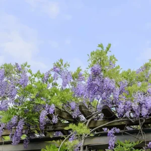 Wisteria Blue Bare-Root Vine - 6-12'' Tall - 25 or 50 Pack - Outdoor Climber - Image 2