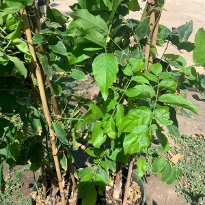 Wisteria Shiro-Beni Live Plant - Silky Pink & White Blooms, 2 ft Tall, 6 inch Pot - Image 3