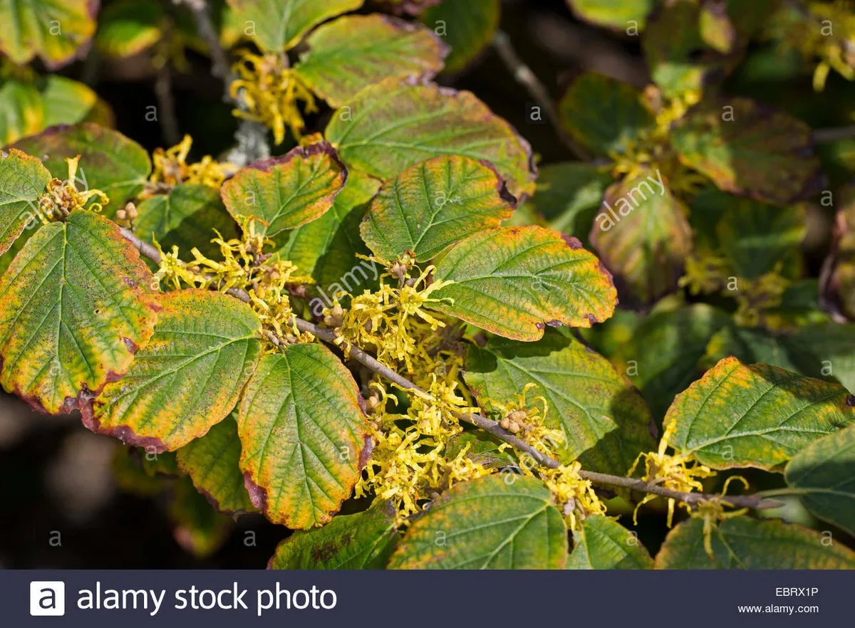 Witch Hazel Hamamelis vernalis Bare Root Starter Plant 8-16 Inch - Outdoor Bush - Image 3