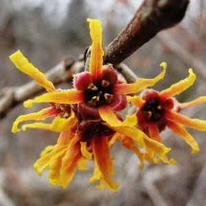 Witch Hazel (Hamamelis vernalis) Starter Plant - 8-16 Inch Bare Root Set of 2, Outdoor Bush - Image 3