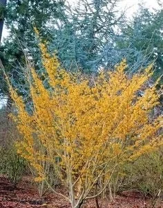 Witch Hazel Live Plant - Quart Pot - Fall Blooming Shrub - USDA Zones 5-8 - Image 2
